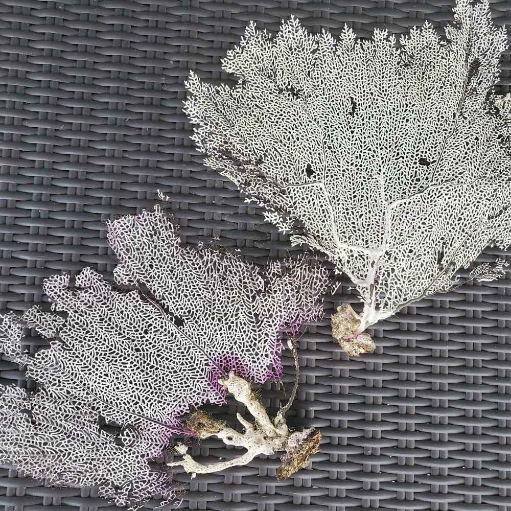 Two Natural Gorgonian Corals